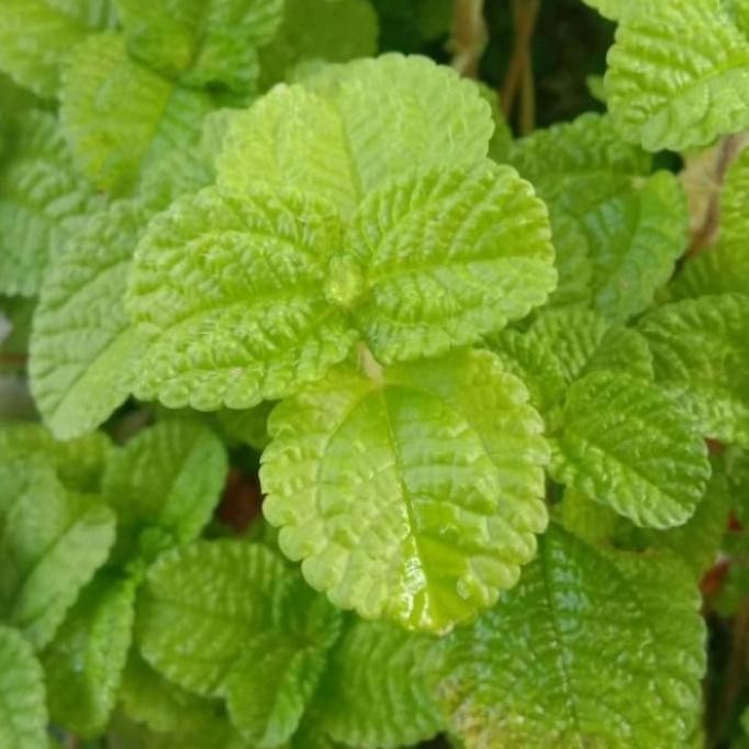 

Terlaris Pohon Papermint Tanaman Herbal Pohon Daun Mint / Papermint