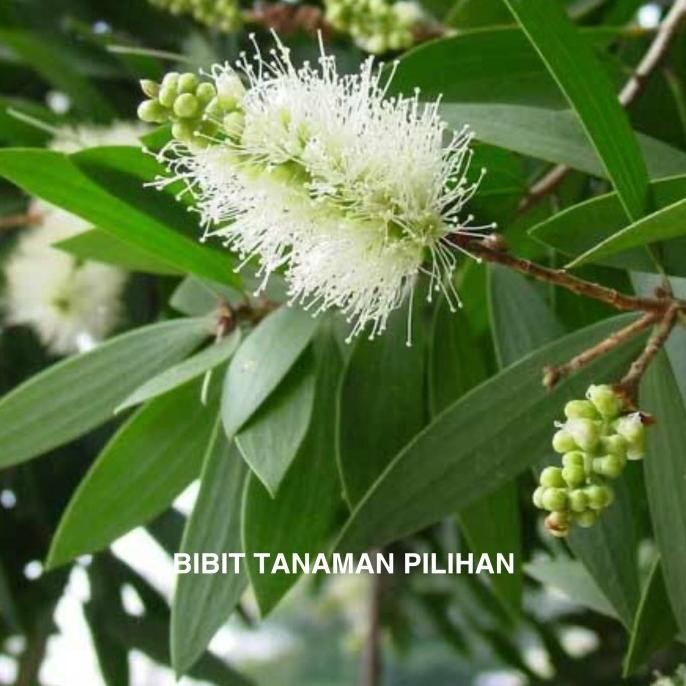 

Terlaris Bibit Pohon Kayu Putih Tanaman Minyak Harum Asli Herbal Obat Cangkok