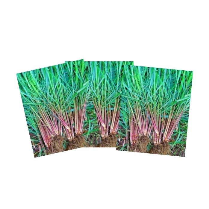 

Terlaris Bibit Tanaman Serai Merah Herbal