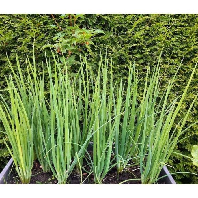 

Terlaris Tanaman Herbal Daun Bawang / Sayur Bawang Bakung / Bumbu Daun Bawang