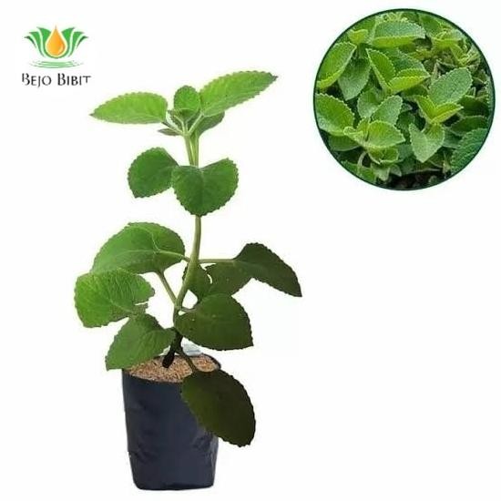 

Terlaris Bibit Tanaman Herbal Daun Jinten Hitam | Pohon Herbal | Bibit Jinten