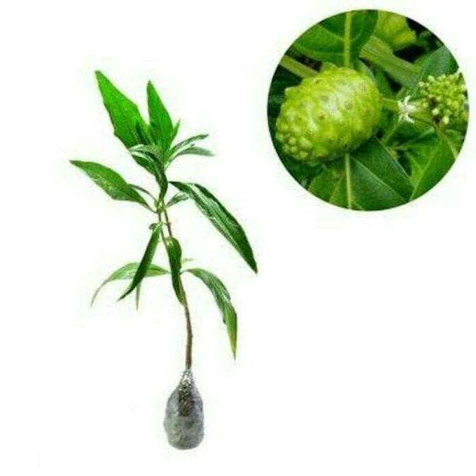 

Terlaris Bibit Buah Mengkudu Bentis Pace Bibit Bentis Tanaman Herbal Dan Obat