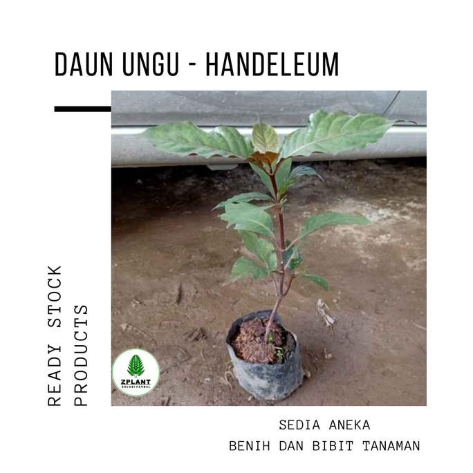 

Terlaris Paket 5 Bibit Pohon Daun Ungu Hemat - Tanaman Herbal Handeleum