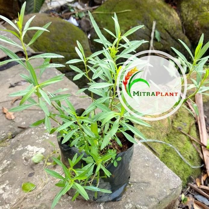 

Terlaris Bibit Tanaman Tarragon - Pohon Daun Taragon - Tanaman Herbal
