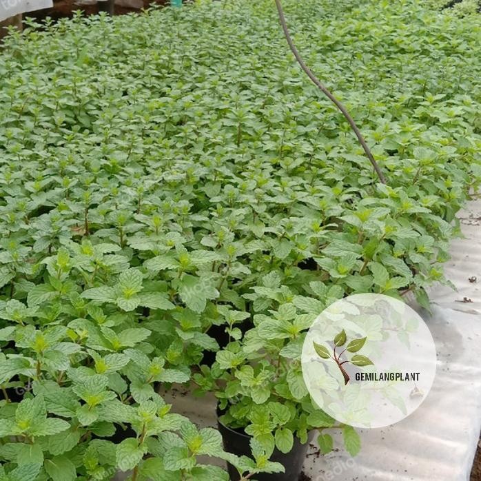 

Terlaris Paket 5 Bibit Pohon Tanaman Spearmint / Mint / Daun Mint / Obat Herbal