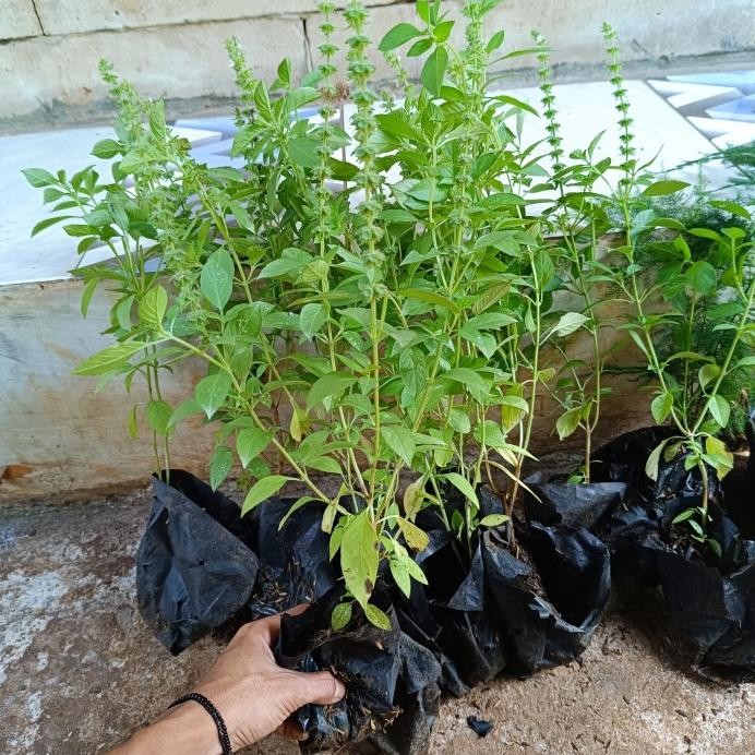 

Terlaris Tanaman Kemangi - Pohon Kemangi Herbal