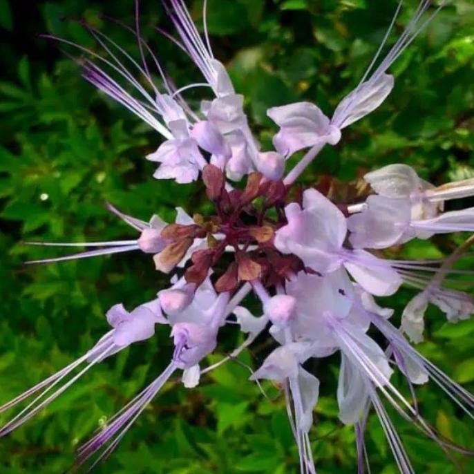 

Terlaris Bibit Tanaman Kumis Kucing / Pohon Kumis Kucing (Obat Herbal)