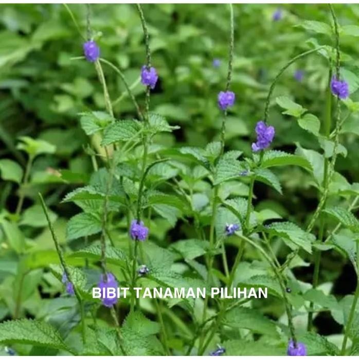 

Terlaris Bibit Tanaman Pecut Kuda Herbal Jarong Obat Toga Yulangbian