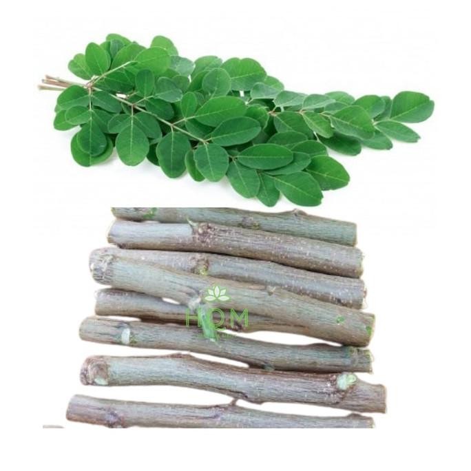 

Terlaris Bibit Stek Tanaman Daun Kelor Atau Moringa