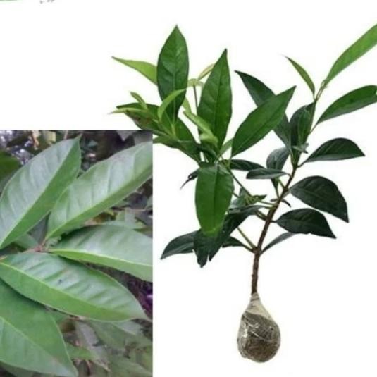 

Terlaris Bibit Pohon Salam - Tanaman Daun Salam Bumbu Masak