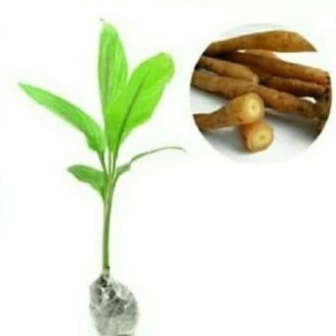 

Terlaris Pohon Temu Kunci - Tanaman Herbal Alami Bibit Pohon Temu Kunci