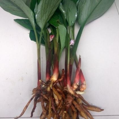 

Terlaris Bibit Temu Kunci/Bukan Temu Putih/Bukan Kunyit Sayur