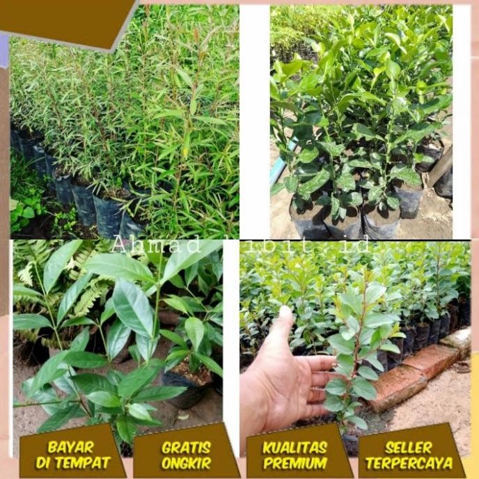 

Terlaris Satu Paket Isi 4 Bibit Bidara Arab,Daun Salam,Jeruk Purut,Kayu Putih