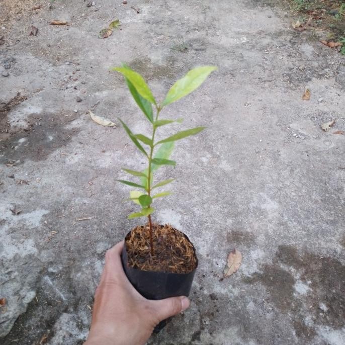 

Terlaris Bibit Tanaman Daun Salam Bumbu Rempah