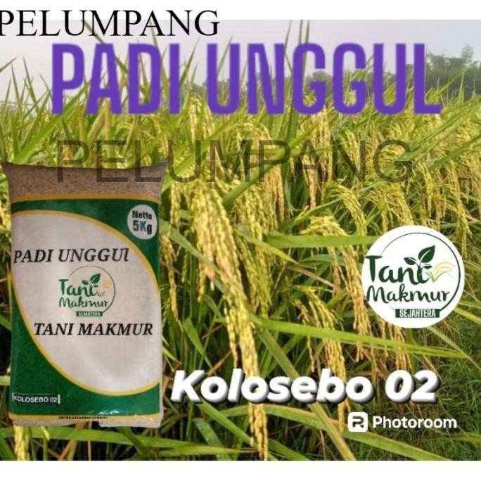 

Terlaris Padi Benih Padi Kolosebo 02 Kemasan 5Kg