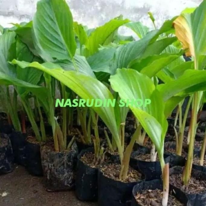 

Terlaris Bibit Temu Kunci / Bonggol Temu Kunci