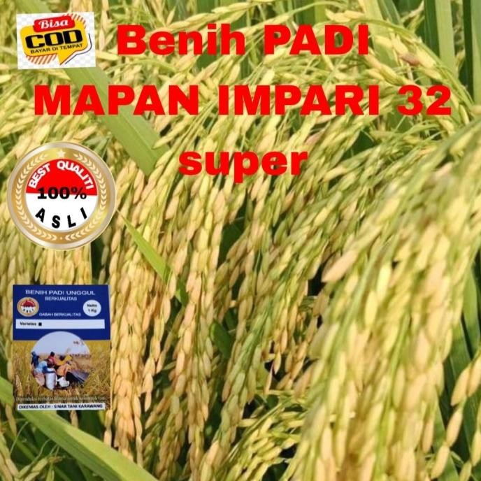 

Terlaris Benih Padi Mapan Inpari 32 Super Unggul Berkualitas 1Kg