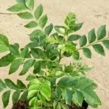 

Terlaris Bibit Daun Salam Koja Daun Kari Promo Beli 2 Gratis 1
