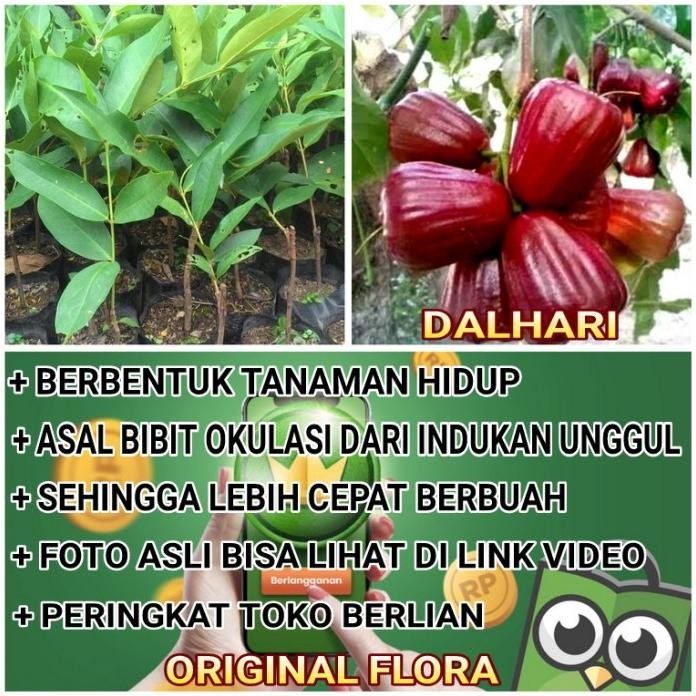 

Terlaris Bibit Jambu Air Dalhari Tanaman Jambu Pohon Jambu Dalhari