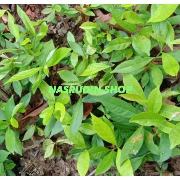 

Terlaris Bibit Pohon Daun Salam / Bibit Daun Salam
