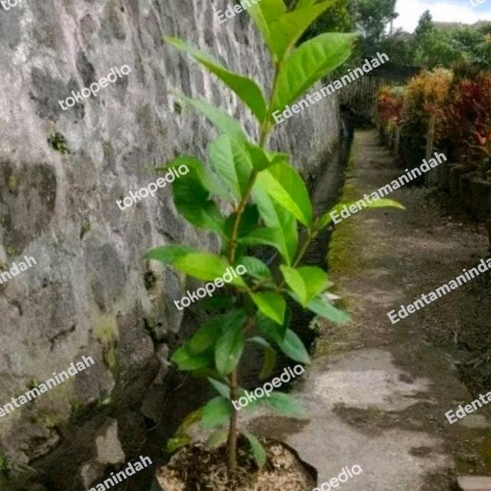 

Terlaris Bibit Tanaman Daun Salam Bumbu Masak