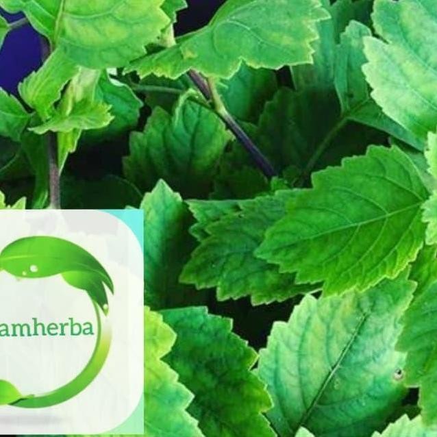 

Terlaris Bibit Tanaman Nilam/Daun Minyak Herbal