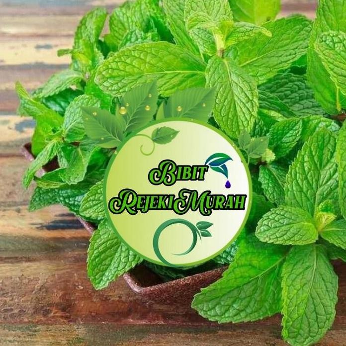 

Terlaris Bibit Tanaman Daun Mint Herbal | Tanaman Daun Mint
