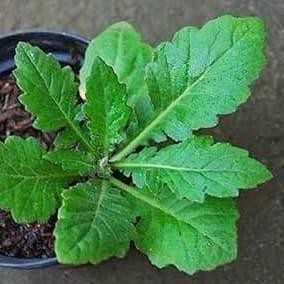 

Terlaris Tanaman Herbal Daun Dewa