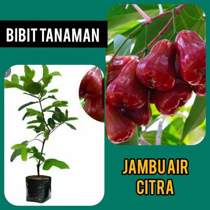 

Terlaris Bibit Jambu Air Citra Jumbo Manis