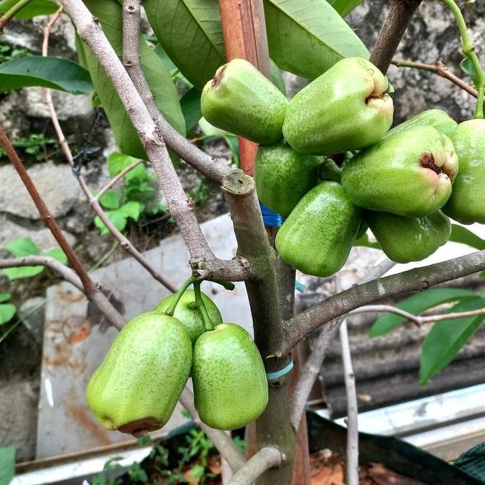 

Terlaris Bibit Jambu Air Khiojok Cangkok