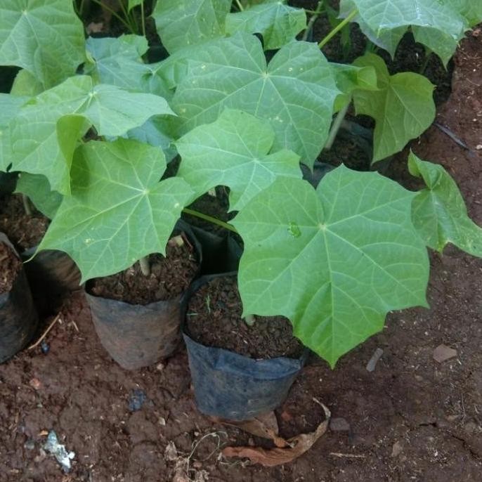

Terlaris Bibit Tanaman Jarak Herbal 1Bibit