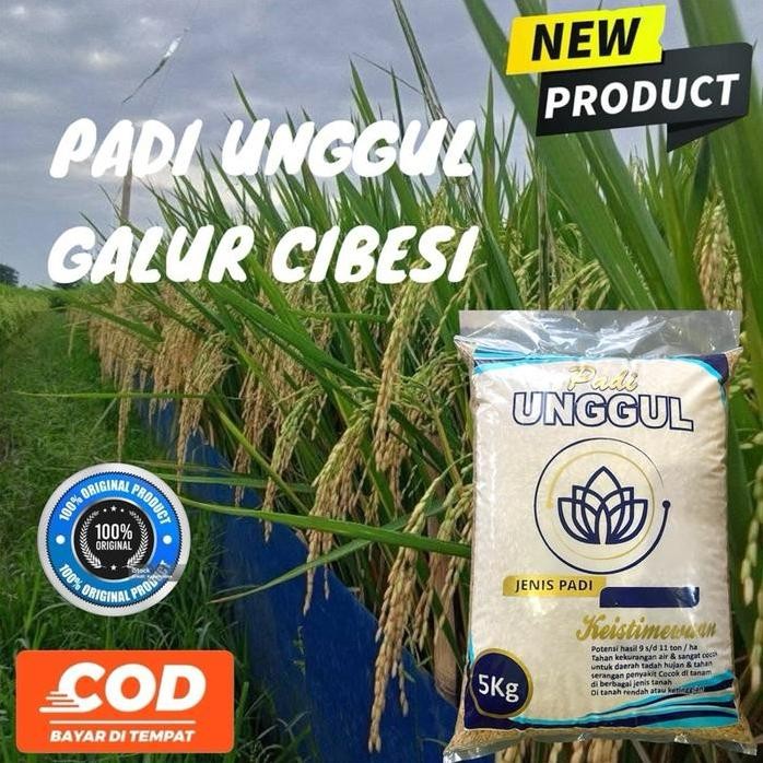 

Terlaris Padi Galur Cibesi 5Kg Berkualitas Lokal - Produk Asli
