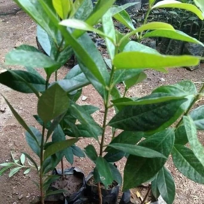 

Terlaris Bibit Daun Salam_Tanaman Pohon Salam