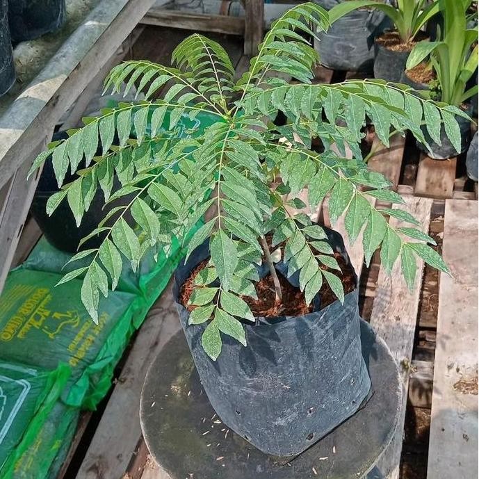 

Terlaris Bibit Benih Salam Koja Daun Kari Siap Tanam