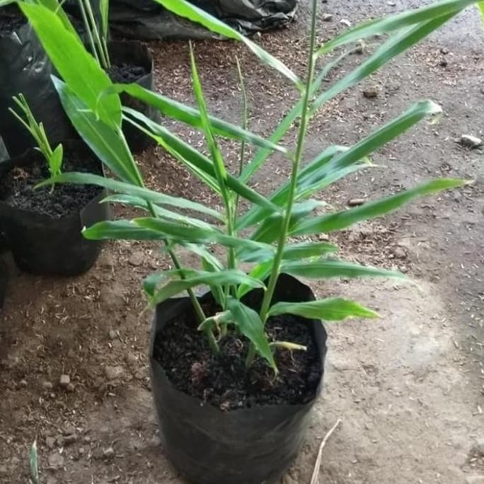 

Terlaris Tanaman Herbal Jahe Putih