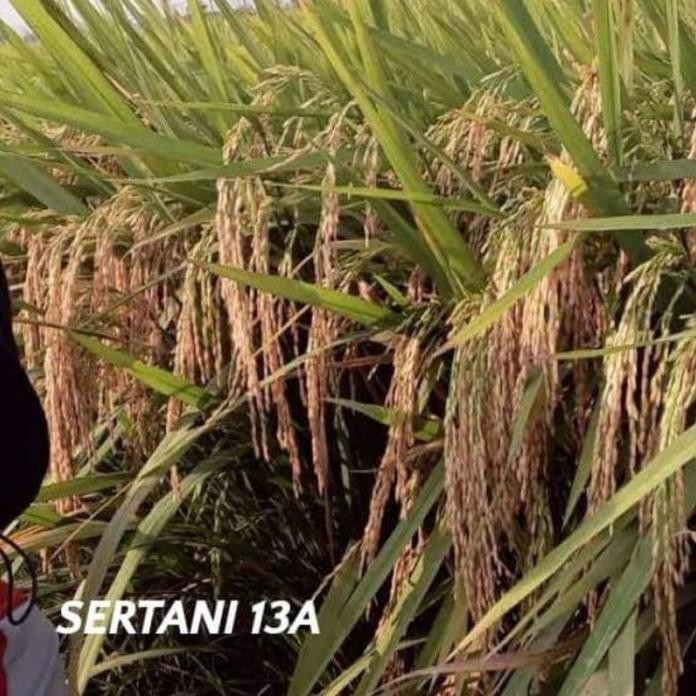 

Terlaris Benih Padi Sertani 13 Kemasan 5Kg