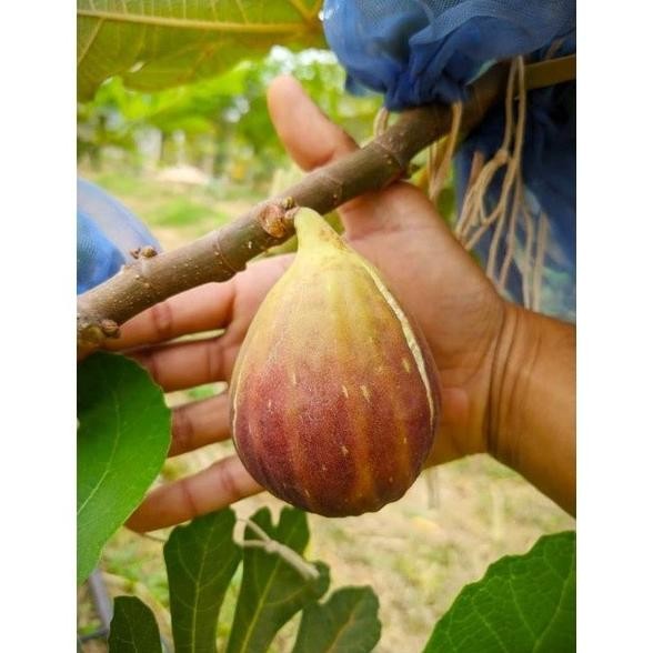 

Terlaris Obral Bibit Tanaman Buah Tin Jenis Blue Giant Cangkok - Tanaman Herbal