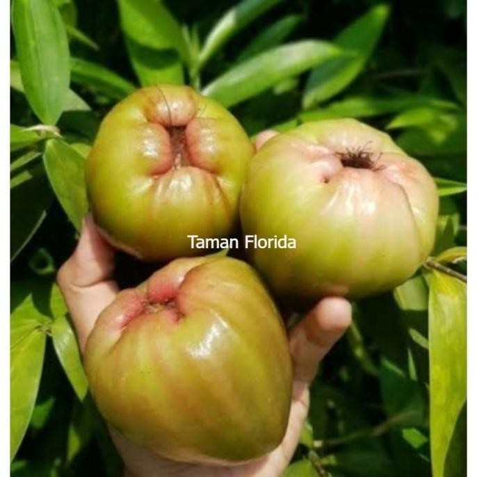 

Terlaris Bibit Tanaman Buah Jambu Air Cincalo Asli Cangkok Siap Berbuah