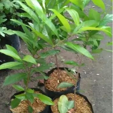 

Terlaris Jual!! Bibit Daun Salam Bumbu Masak Dan Menurunkan Gula Darah