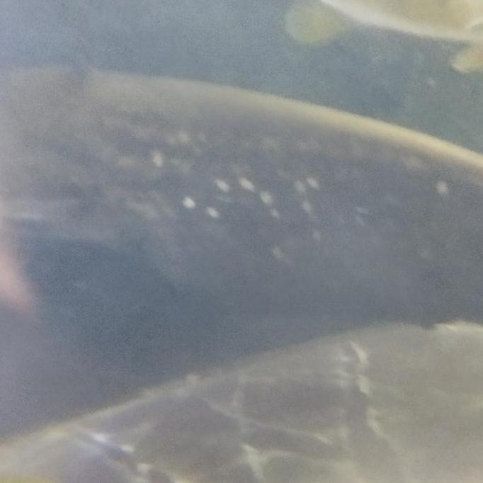 Terlaris Ikan Tapah Makan Pelet Jossssssss