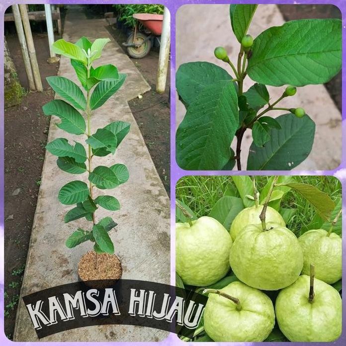 

Terlaris Bibit Jambu Kristal Besar Sudah Berbunga