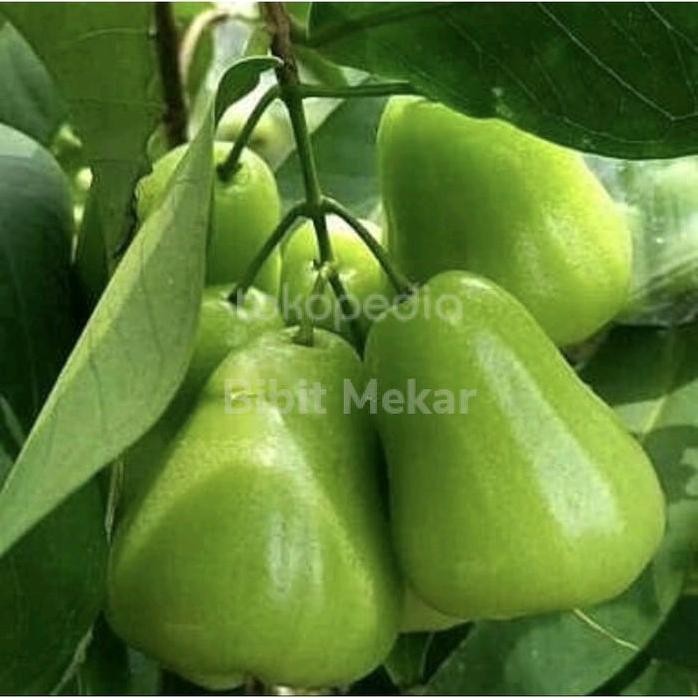 

Terlaris Bibit Tanaman Jambu Air Taiwan Tsg Pohon Sudah Berbuah/Berbunga