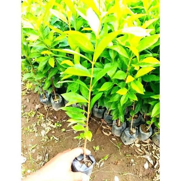

Terlaris Bibit Daun Salam Bumbu Masak