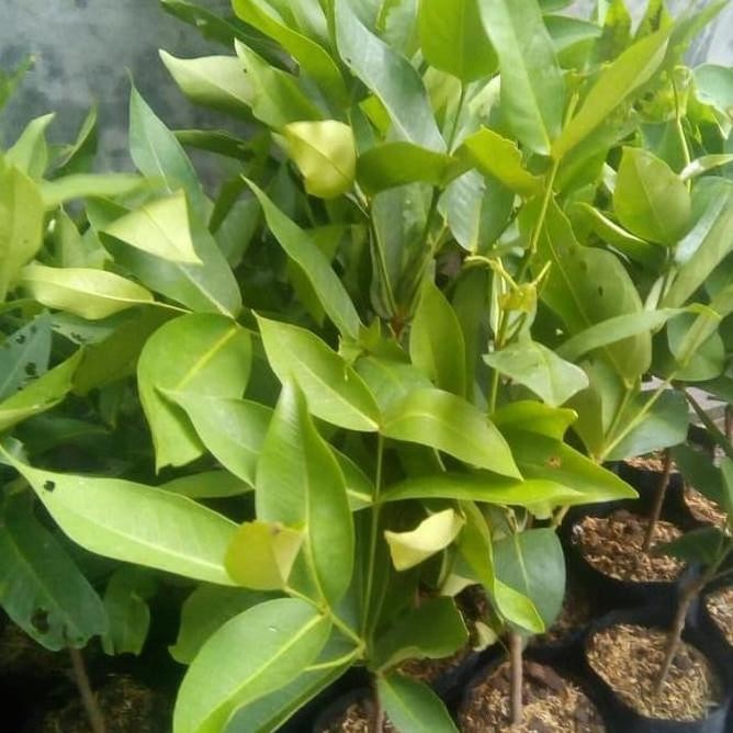 

Terlaris Bibit Jambu Air Kiojok Super