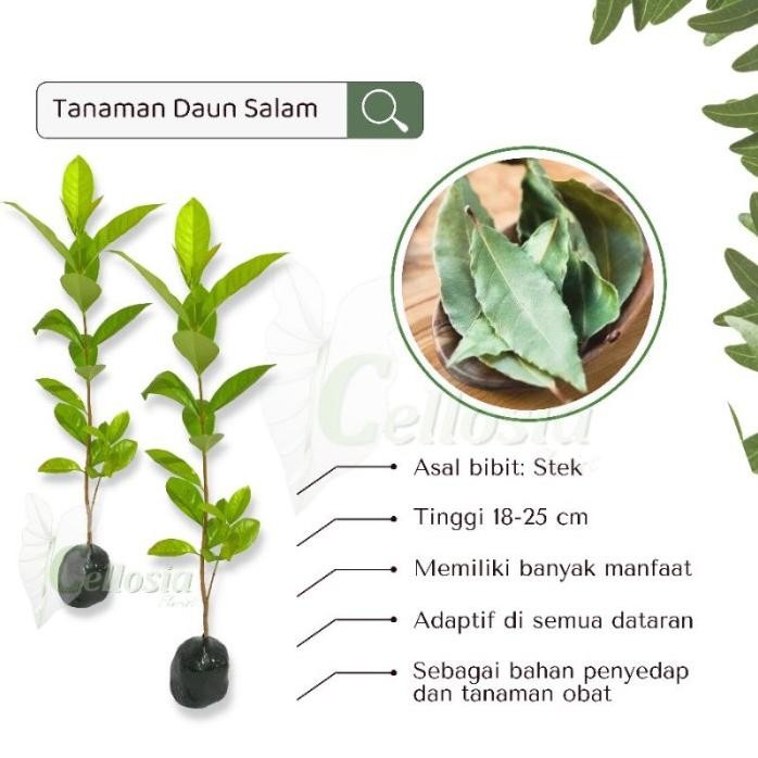 

Terlaris Bibit Tanaman Penyedap Atau Herbal Daun Salam
