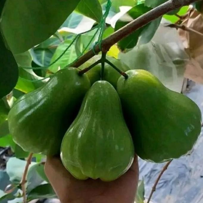 

Terlaris Bibit Jambu Green Giant Okulasi Cepat Berbuah