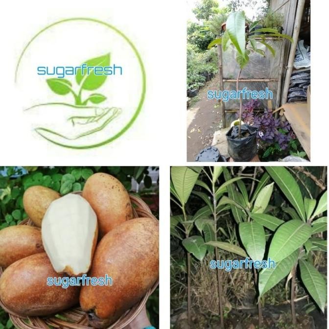 bibit tanaman buah Kemang/pohon buah kemang NNNN PREMIUM