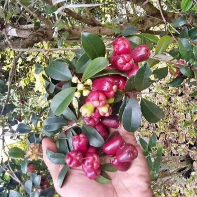 

Terlaris Bibit Jambu Lili Pily