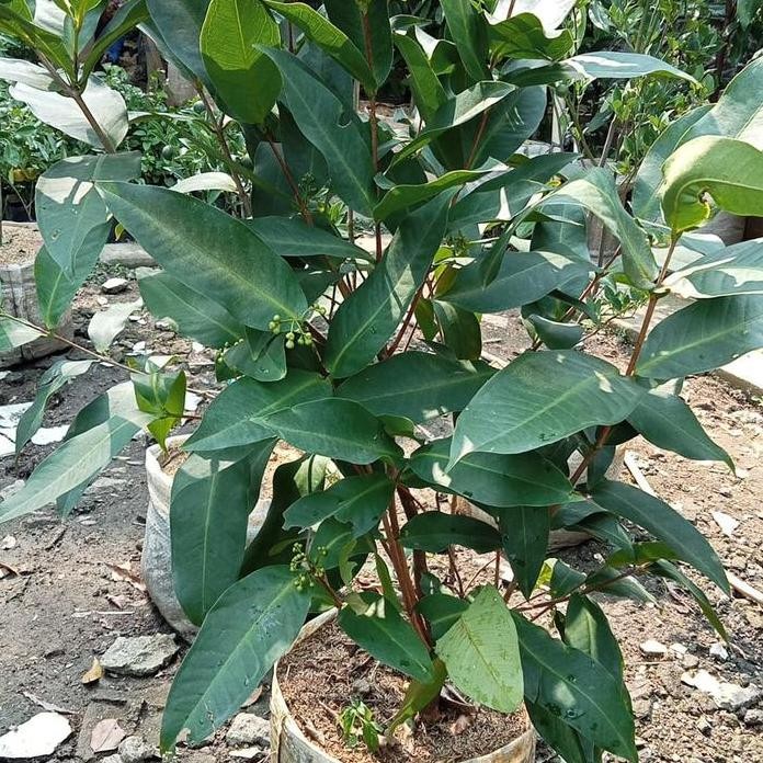 

Terlaris Bibit Tanaman Buah Jambu Kiojok Sudah Berbuah Berbunga
