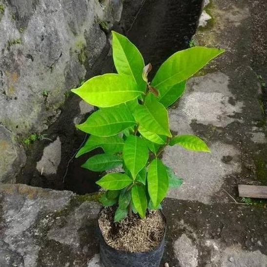 

Terlaris Bibit Daun Salam Masak Harum Wangi Salam Daun Hijau